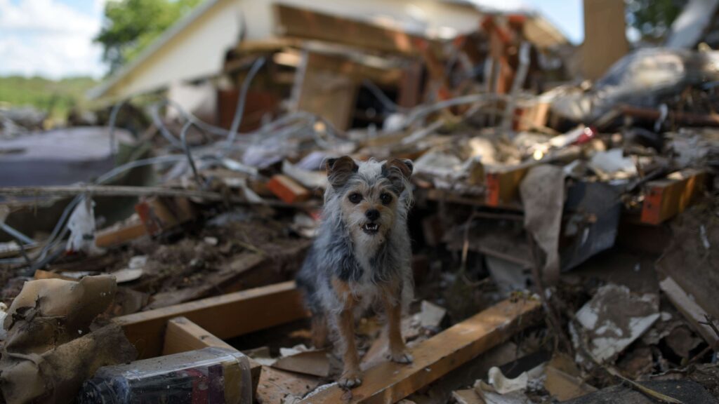 pet emergency plan