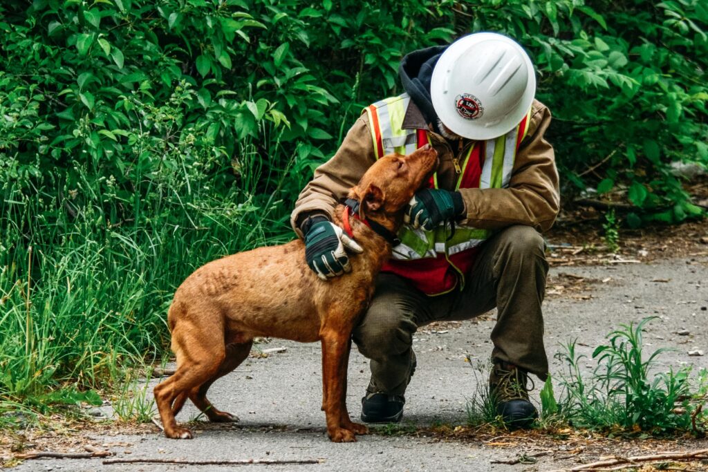 pet emergency plan
