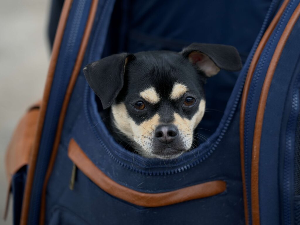 evacuate with pets
